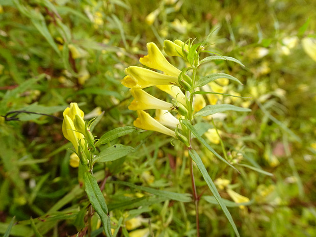 Марьянник луговой - Melampyrum pratense