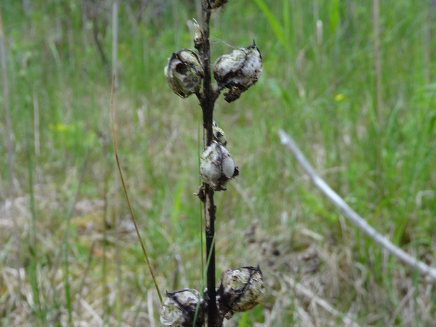 Мытник Карлов-Скипетр - Pedicularis sceptrum-carolinum