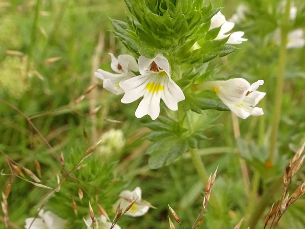 Очанка прямая - Euphrasia stricta