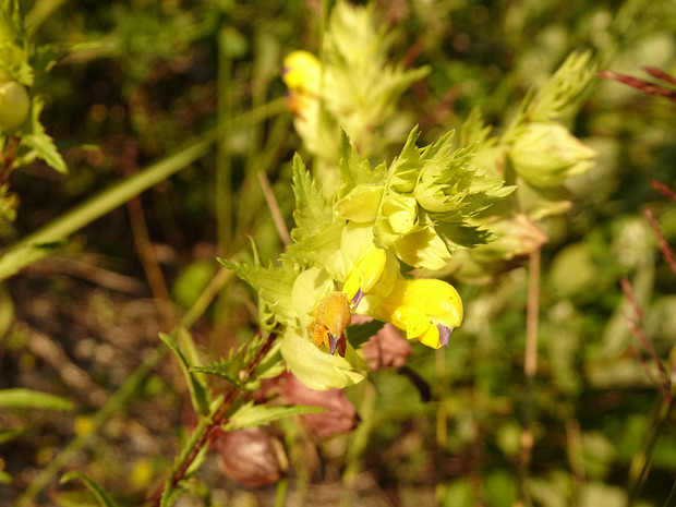 Погремок узколистный - Rhinanthus angustifolius