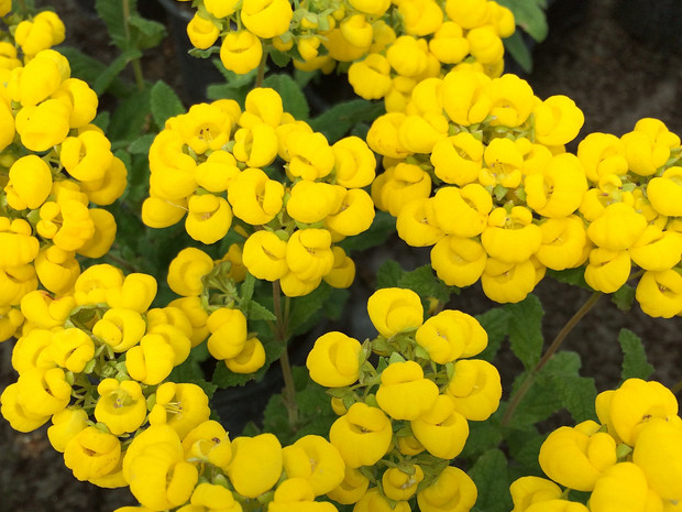 Кальцеолярия золотисто-желтая - Calceolaria chelidioides