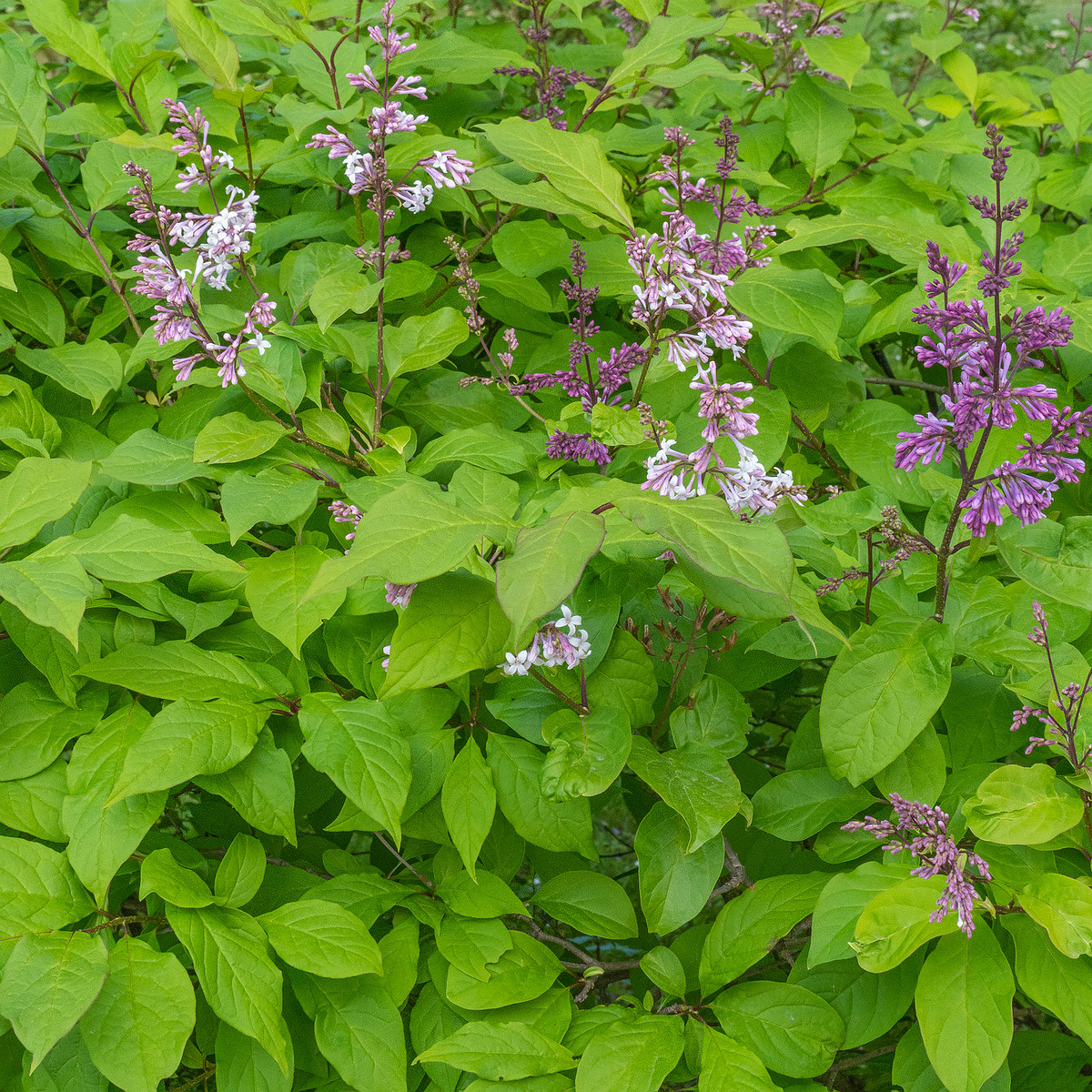 kadriorg_park_hedge_tallinn-303461