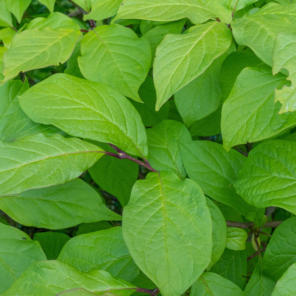 kadriorg_park_hedge_tallinn-303462