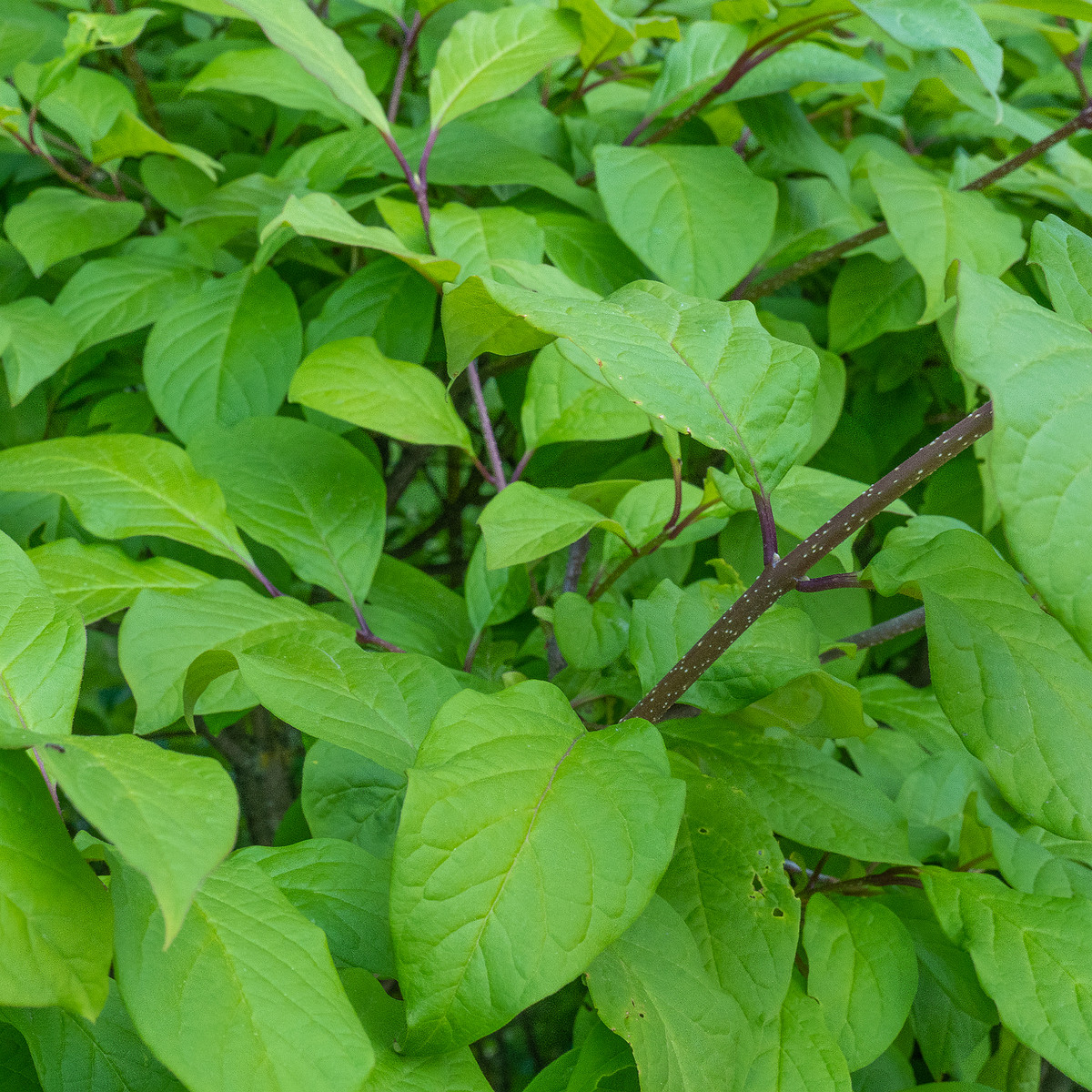 kadriorg_park_hedge_tallinn-303464