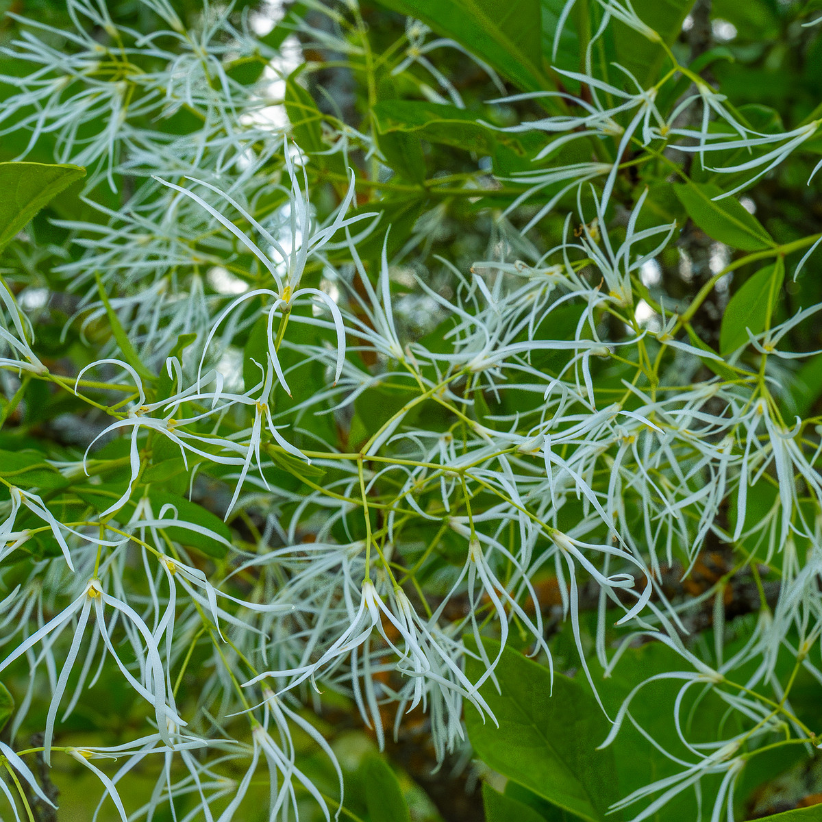 !tallinn_botanical_garden_outside_alpine_plain-10