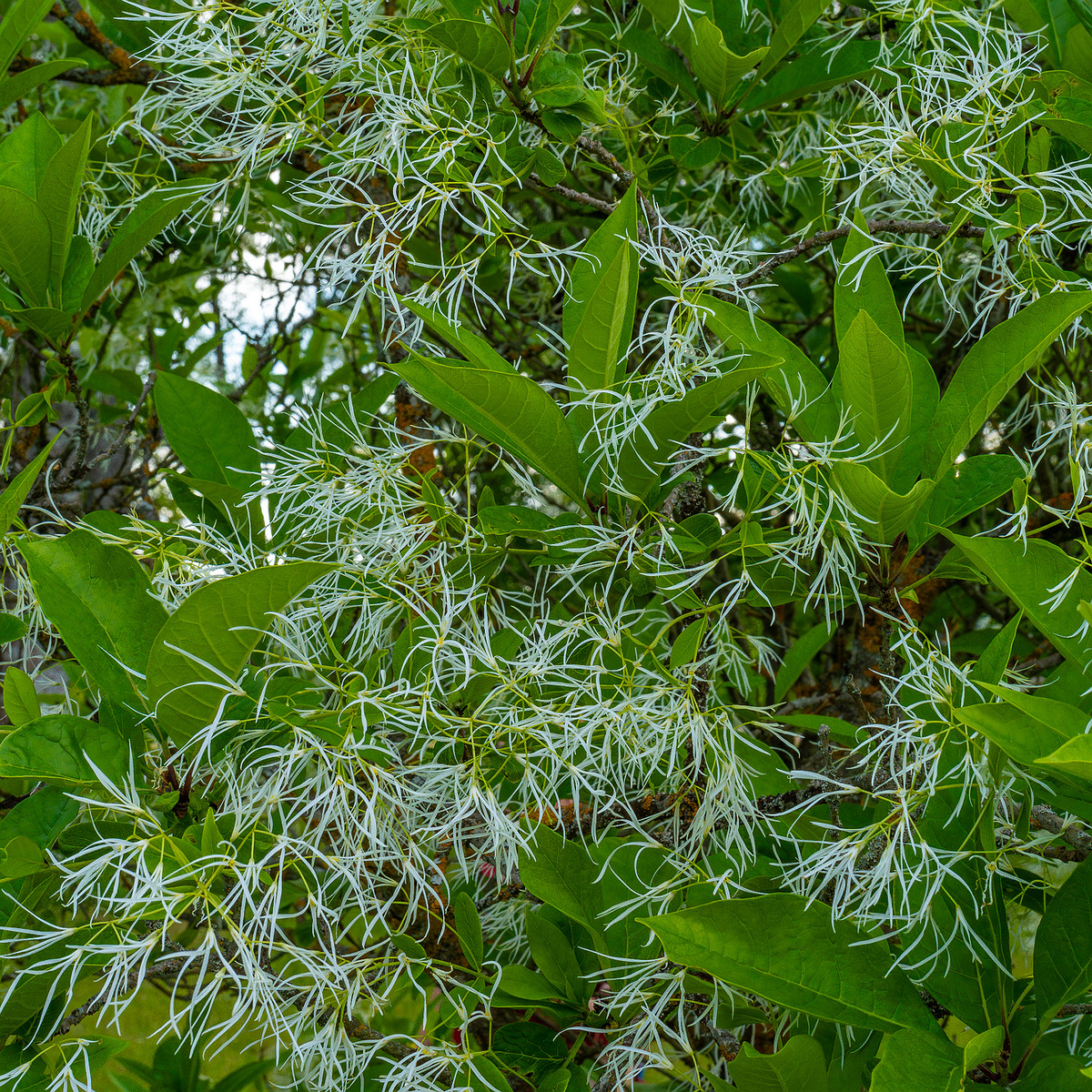 tallinn_botanical_garden_outside_alpine_plain-11