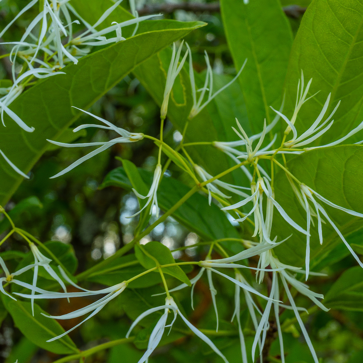 tallinn_botanical_garden_outside_alpine_plain-12