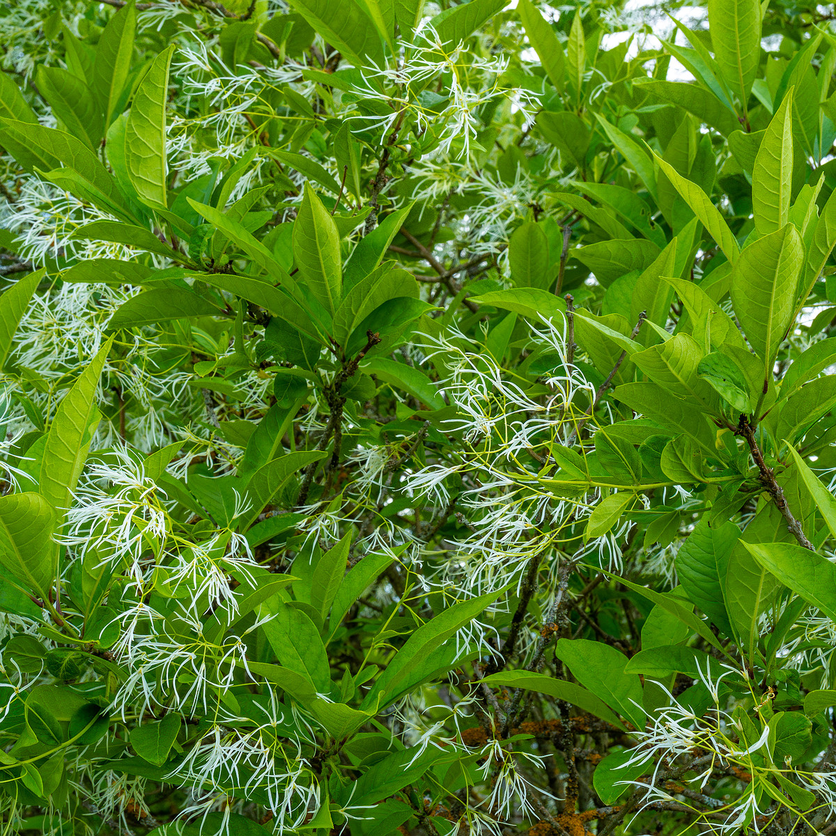 tallinn_botanical_garden_outside_alpine_plain-13