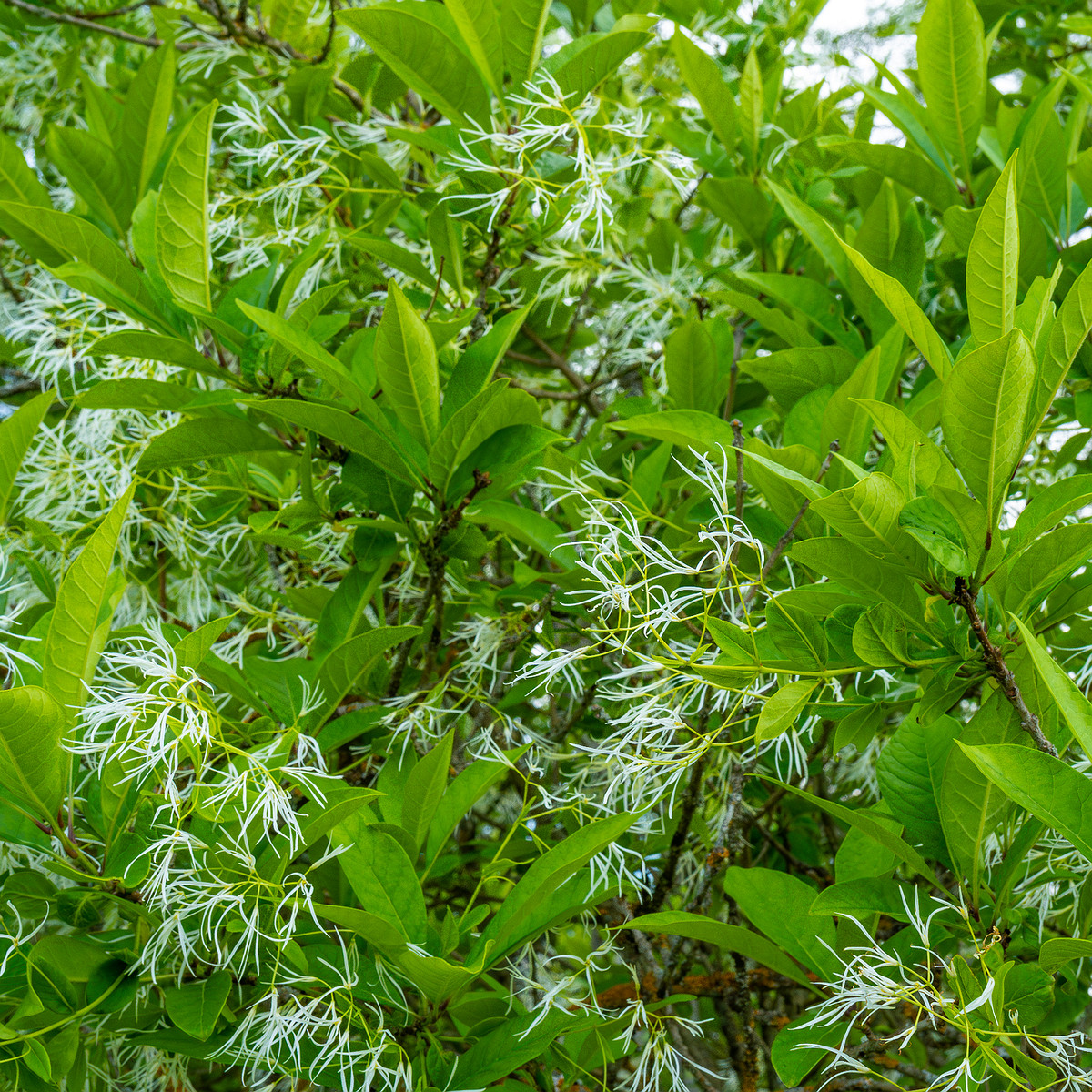 tallinn_botanical_garden_outside_alpine_plain-14