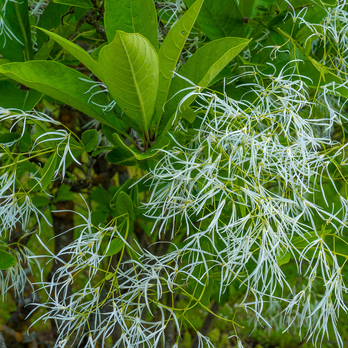 tallinn_botanical_garden_outside_alpine_plain-8