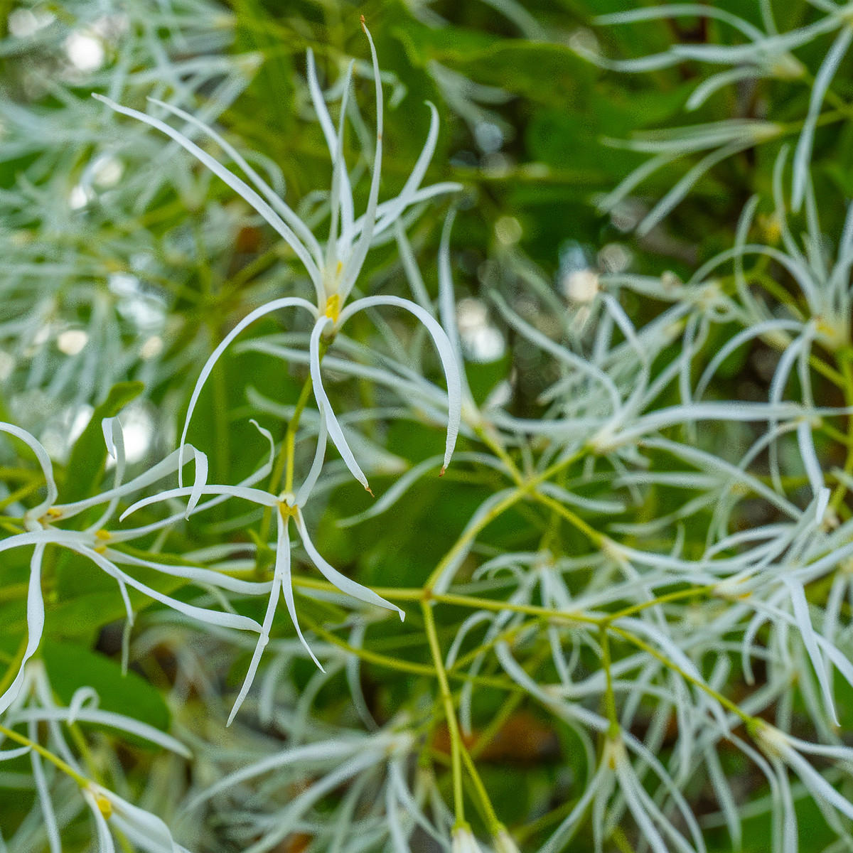 tallinn_botanical_garden_outside_alpine_plain-9