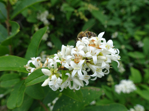 Бирючина Чоноски - Ligustrum tschonoskii