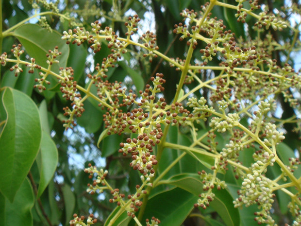 Бирючина блестящая - Ligustrum lucidum