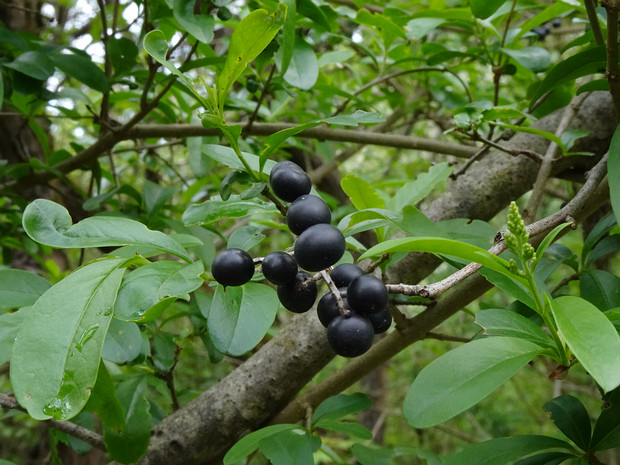 Бирючина обыкновенная - Ligustrum vulgare