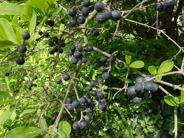 Бирючина туполистная разн. Регеля - Ligustrum obtusifolium var. regelianum