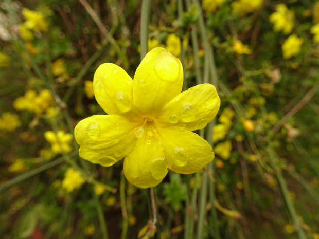 Жасмин Месни - Jasminum mesnyi