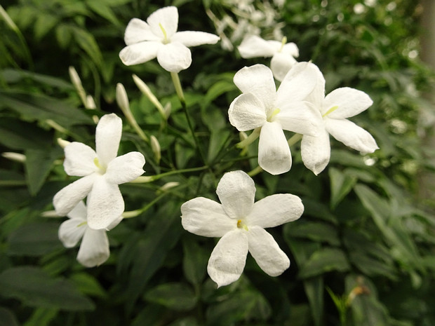 Жасмин крупноцветковый - Jasminum grandiflorum