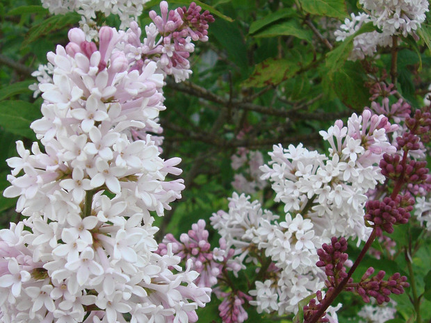 Сирень венгерская - Syringa josikaea