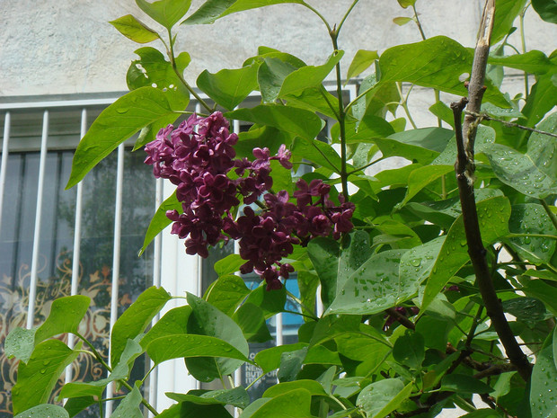 Сирень гибридная - Syringa x hybrida