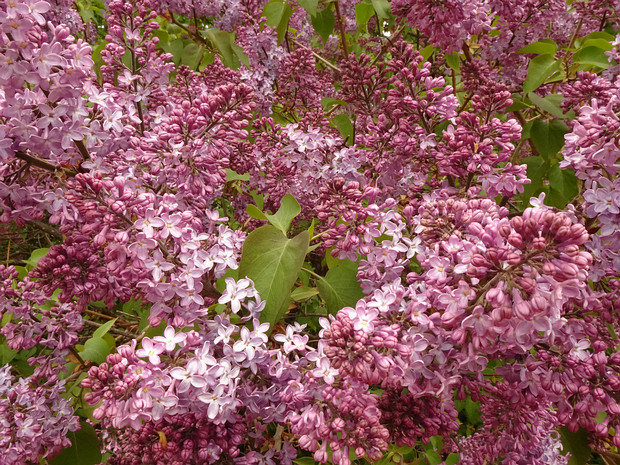 Сирень обыкновенная - Syringa vulgaris