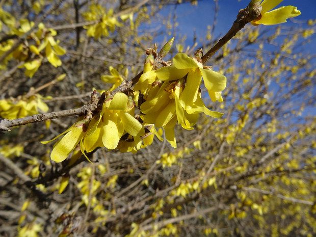 Форзиция Жиральда - Forsythia giraldiana