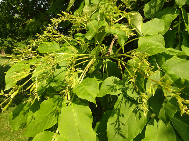 Ясень китайский подвид носолистный - Fraxinus chinensis subsp. rhynchophylla