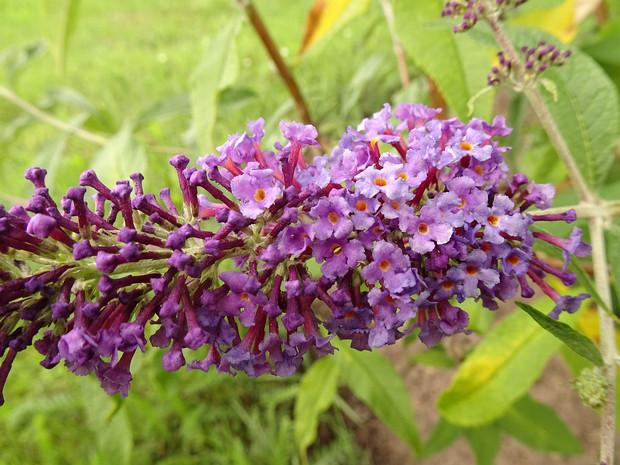 Буддлея Давида - Buddleja davidii