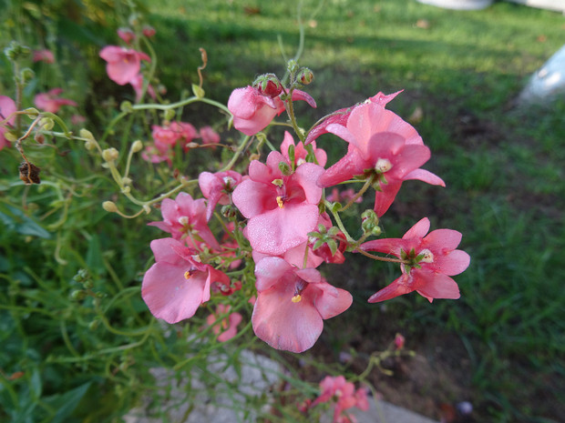 Диасция бородчатая - Diascia barberae