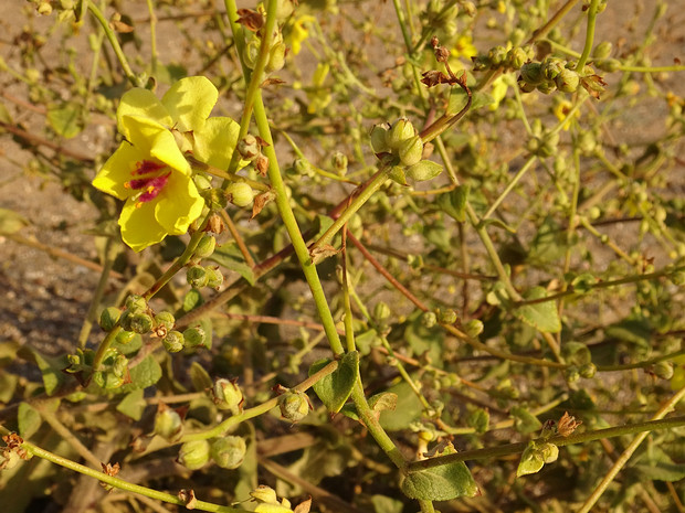 Коровяк выемчатый - Verbascum sinuatum