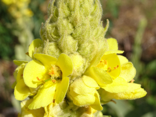 Коровяк обыкновенный - Verbascum thapsus