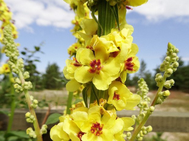 Коровяк черный - Verbascum nigrum