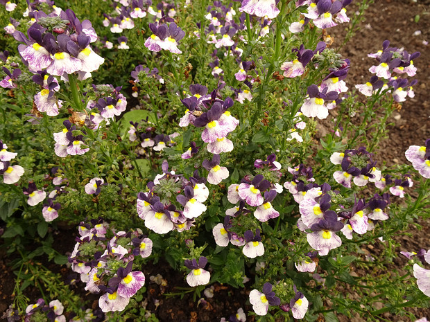 Немезия лазоревая 'Нуво Синий Двухцветный' - Nemesia caerulea 'Nuvo Blue Bicolour'