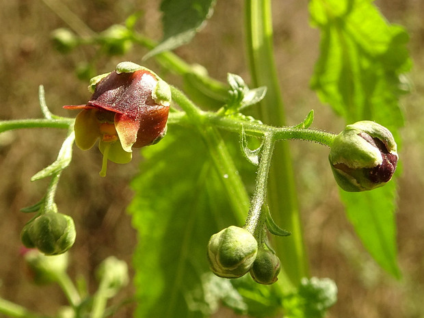 Норичник Скополи - Scrophularia scopolii