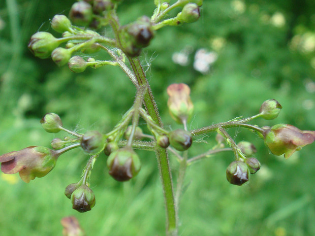 Норичник узловатый - Scrophularia nodosa