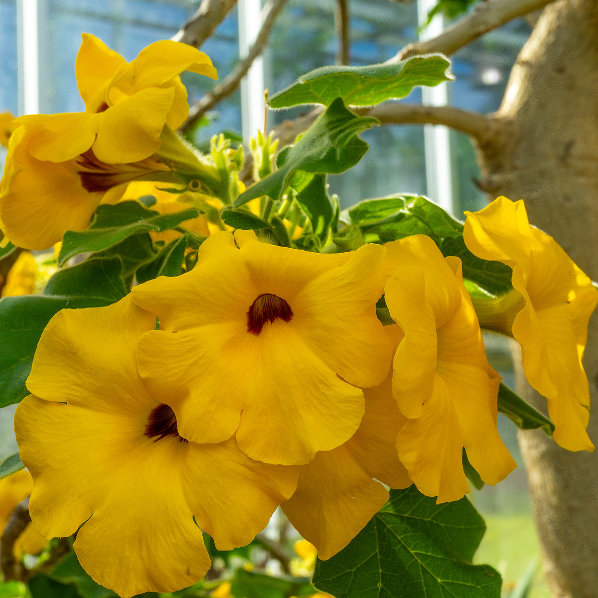 !tallinn_botanical_garden_palm_house_tropics-36