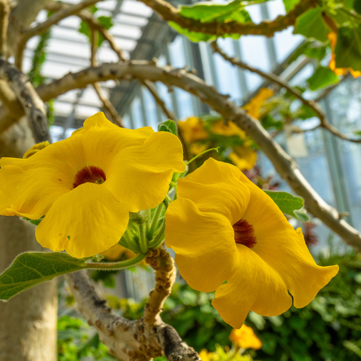 tallinn_botanical_garden_palm_house_tropics-23