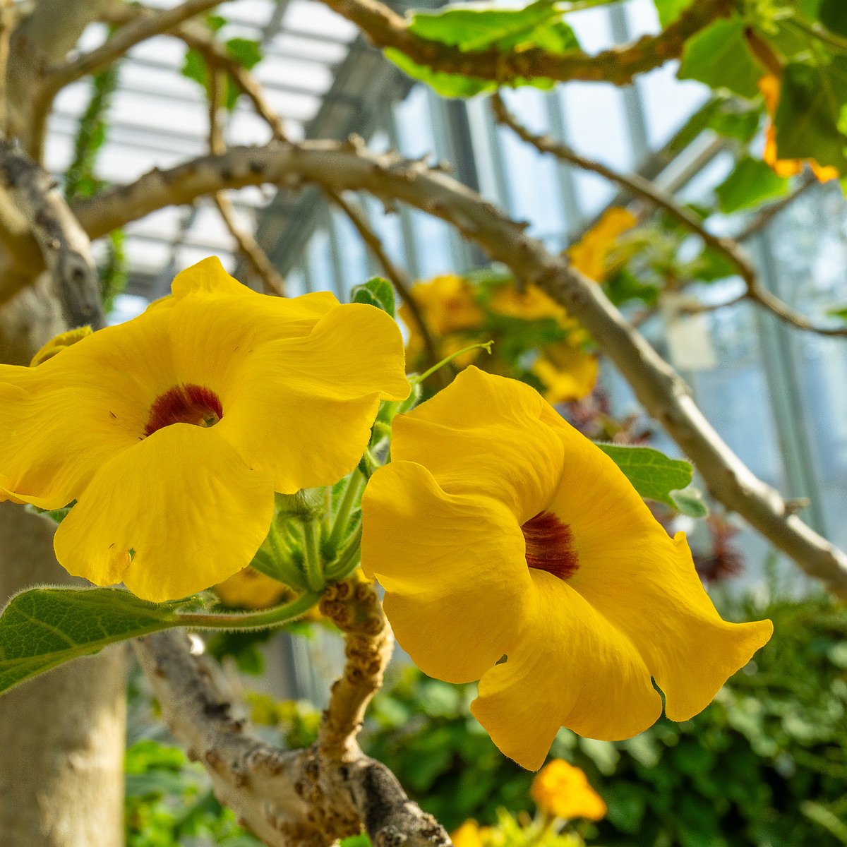 tallinn_botanical_garden_palm_house_tropics-24