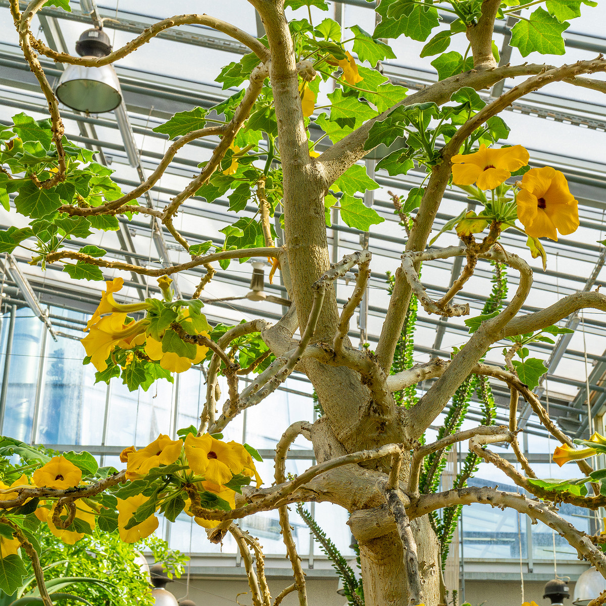 tallinn_botanical_garden_palm_house_tropics-25