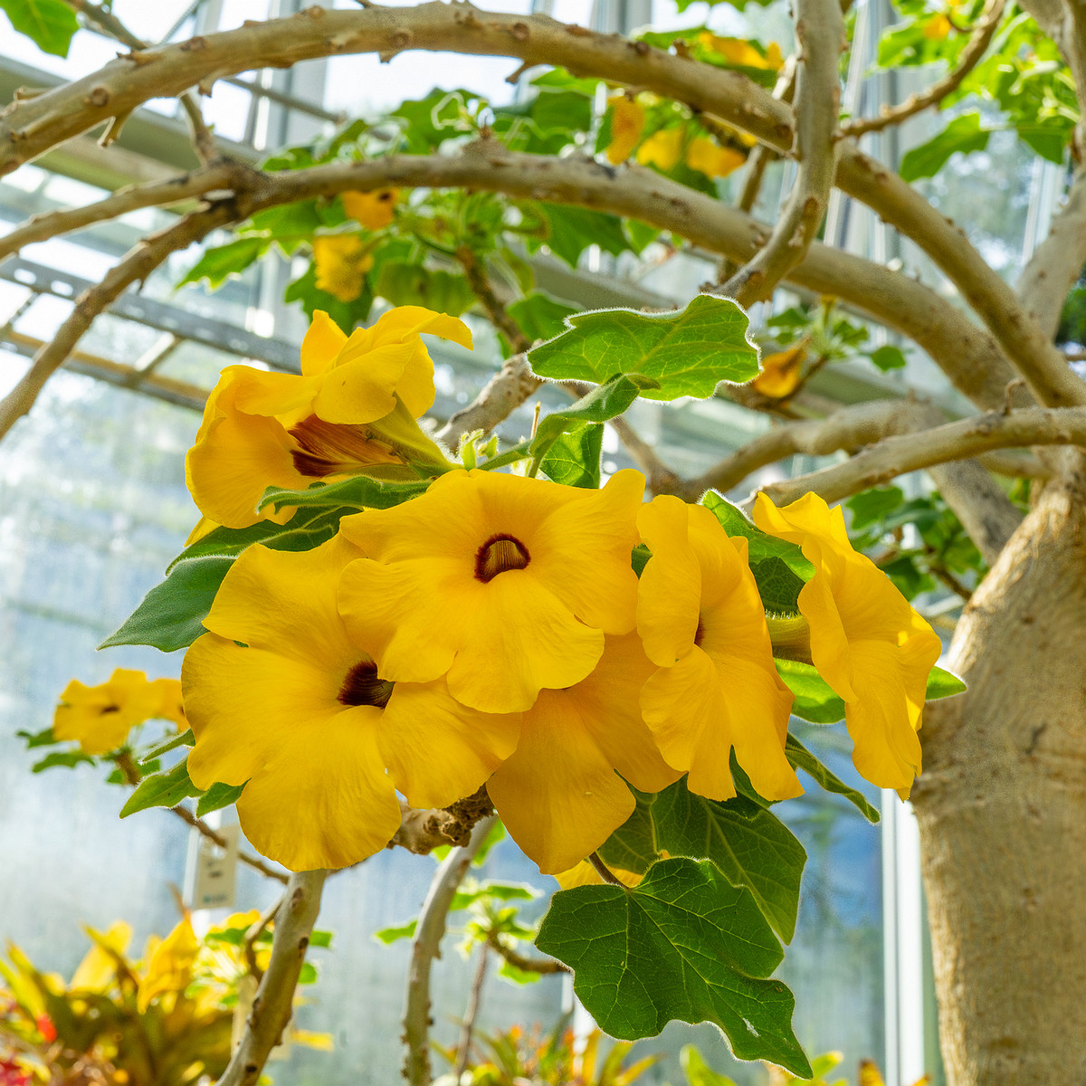 tallinn_botanical_garden_palm_house_tropics-31