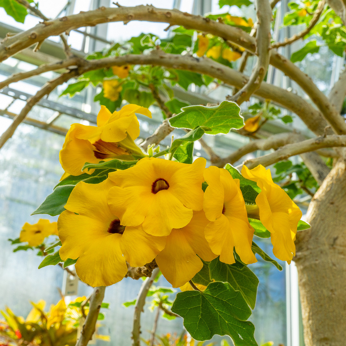 tallinn_botanical_garden_palm_house_tropics-32