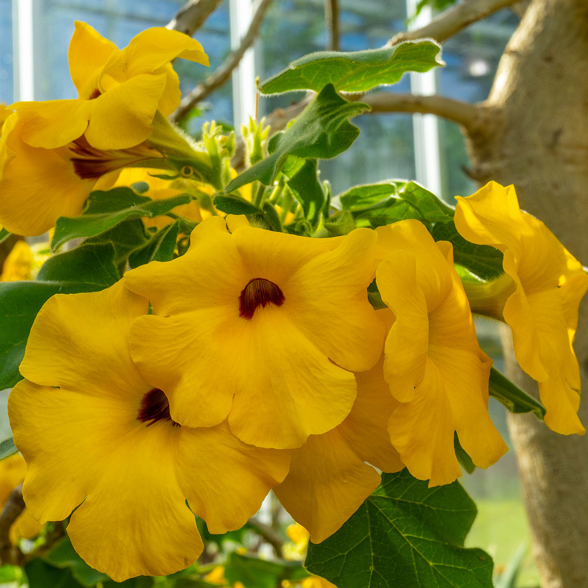 tallinn_botanical_garden_palm_house_tropics-35