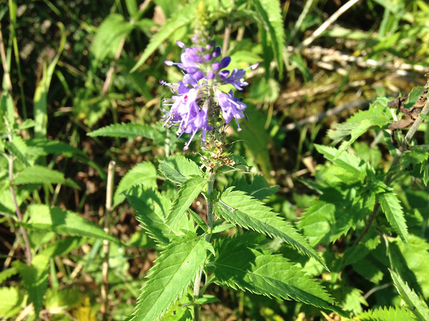 Вероника длиннолистная - Veronica longifolia