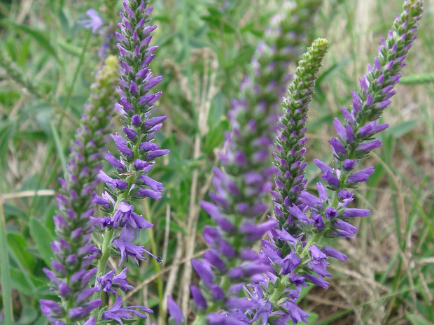 Вероника колосистая - Veronica spicata