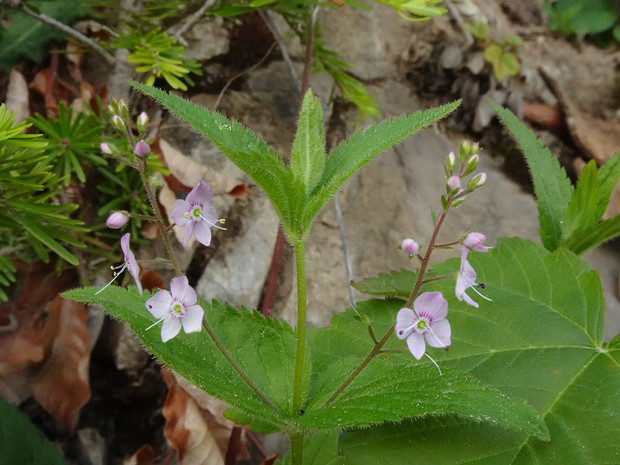 Вероника крапиволистная - Veronica urticifolia