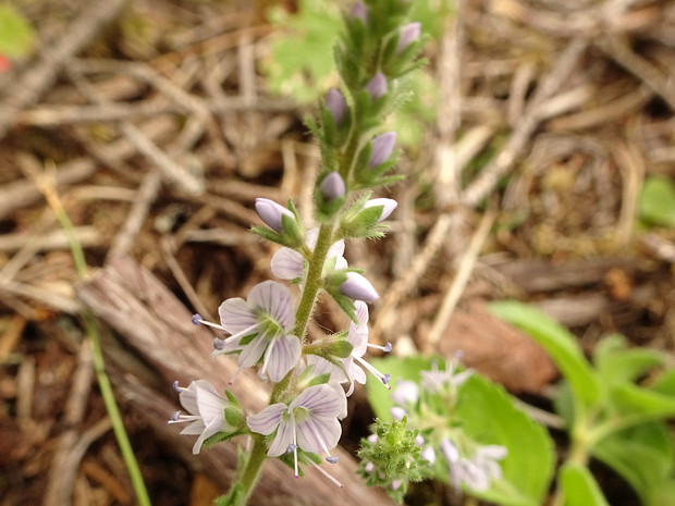 Вероника лекарственная - Veronica officinalis