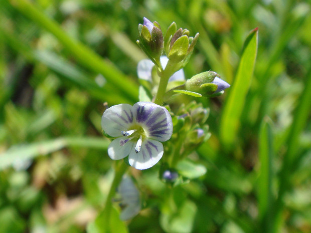 Вероника тимьянолистная - Veronica serpyllifolia