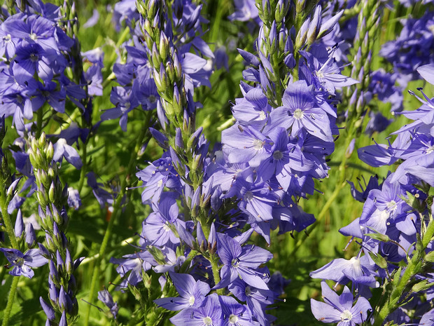 Вероника широколистная - Veronica teucrium