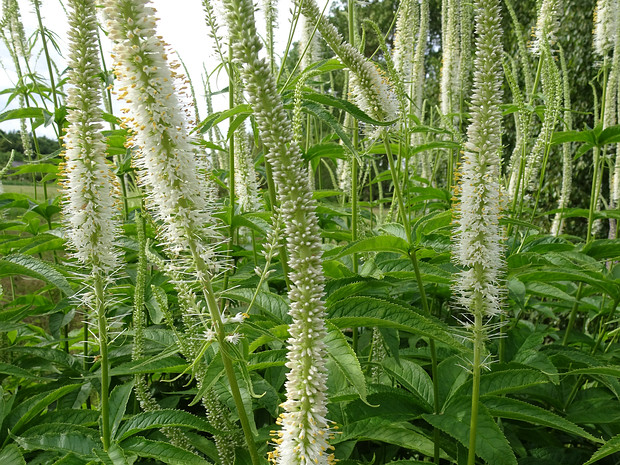 Вероникаструм сибирский - Veronicastrum sibiricum