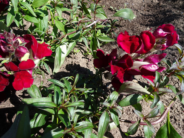 Львиный зев большой 'День и Ночь' - Antirrhinum majus 'Night and Day'