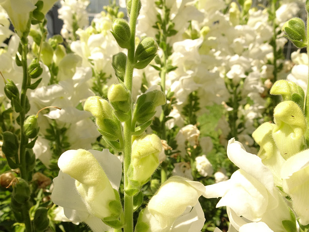 Львиный зев большой 'Королевская Невеста' - Antirrhinum majus 'Royal Bride'